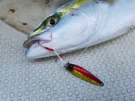 遊漁船 ニライカナイ 釣果