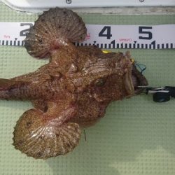 気仙沼　つり丸 釣果