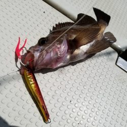 遊漁船　ニライカナイ 釣果