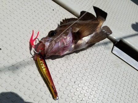 遊漁船　ニライカナイ 釣果