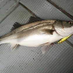 IDATEN(イダテン) 釣果