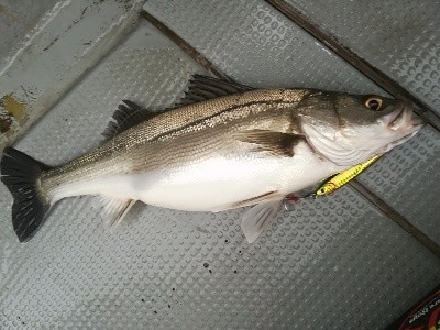 IDATEN(イダテン) 釣果