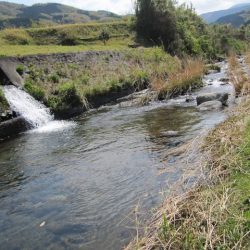 狩野川（狩野川漁業協同組合） 釣果