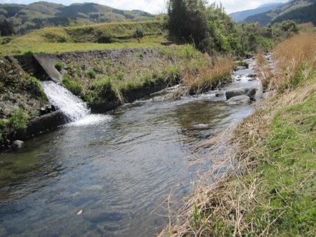 狩野川（狩野川漁業協同組合） 釣果