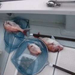 遊漁船 幸友丸 釣果