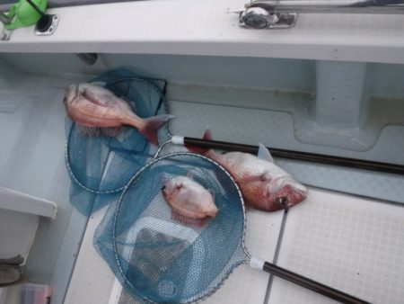 遊漁船 幸友丸 釣果