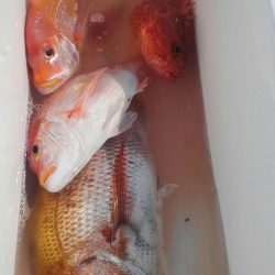 遊漁船 新鋭丸 釣果