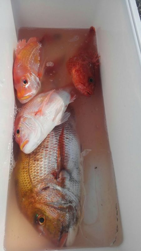 遊漁船 新鋭丸 釣果