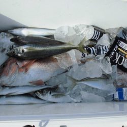 大進丸(新潟) 釣果