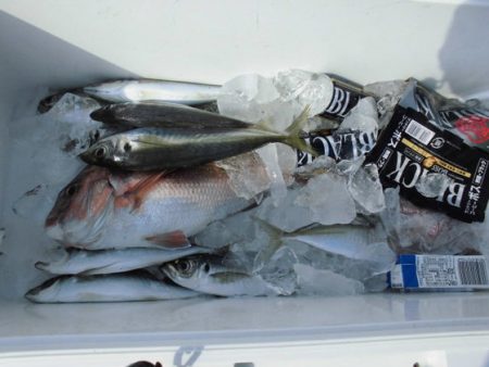 大進丸(新潟) 釣果