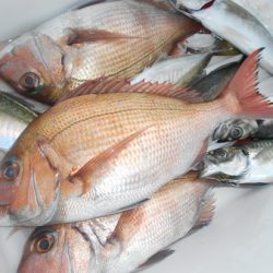 こうゆう丸 釣果