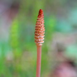 小菅トラウトガーデン 釣果