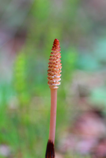 小菅トラウトガーデン 釣果