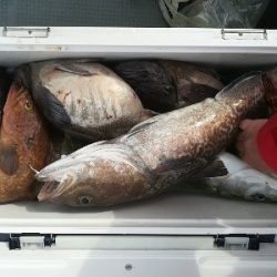 IDATEN(イダテン) 釣果