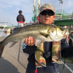 シーマジカル 釣果