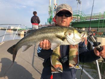 シーマジカル 釣果