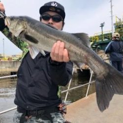 シーマジカル 釣果