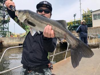 シーマジカル 釣果