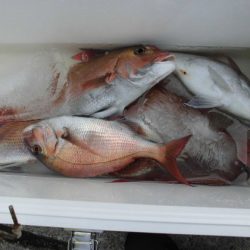 大進丸(新潟) 釣果