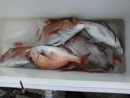 大進丸(新潟) 釣果