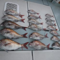 遊漁船 幸友丸 釣果