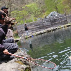 小菅トラウトガーデン 釣果