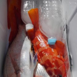 遊漁船 新鋭丸 釣果