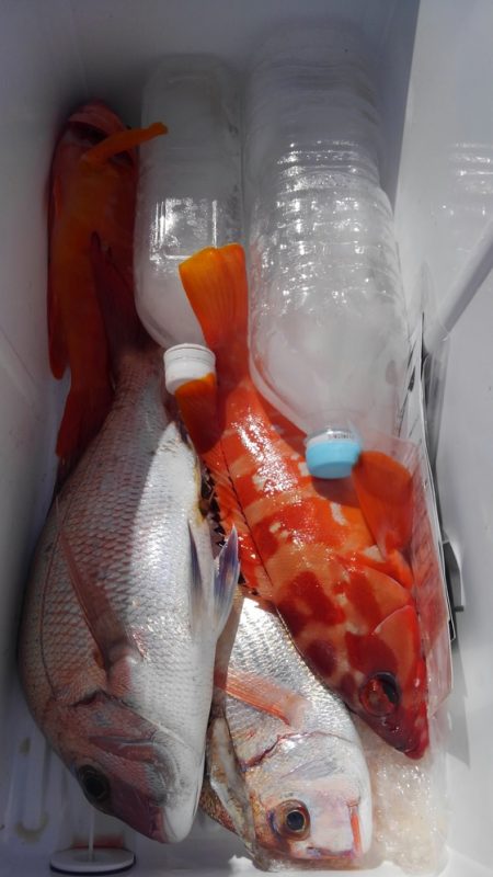 遊漁船 新鋭丸 釣果