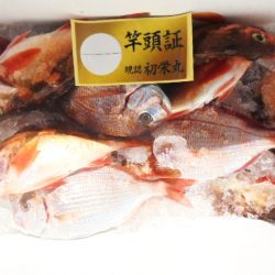 初栄丸 釣果