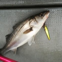 IDATEN(イダテン) 釣果