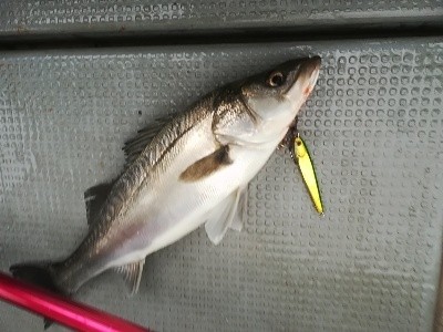 IDATEN(イダテン) 釣果