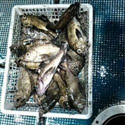 フィッシングガイド りょう 釣果