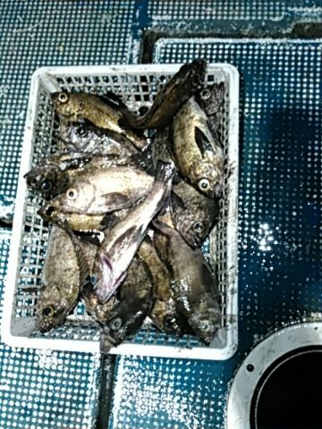 フィッシングガイド りょう 釣果