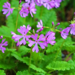 小菅トラウトガーデン 釣果