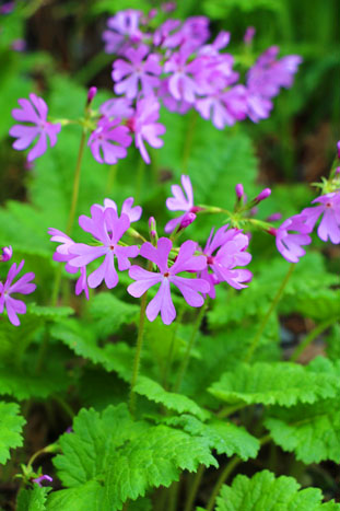 小菅トラウトガーデン 釣果