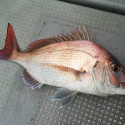 IDATEN(イダテン) 釣果