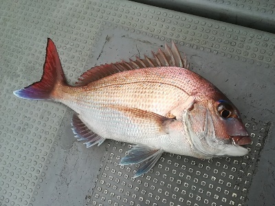 IDATEN(イダテン) 釣果