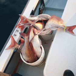 遊漁船ブルーウッズ 釣果