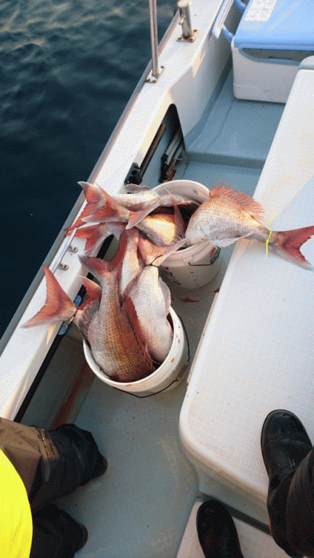 遊漁船ブルーウッズ 釣果