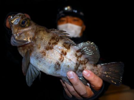 TOPGUN名古屋 釣果