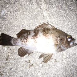 メバルはご機嫌ななめ