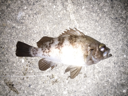 メバルはご機嫌ななめ