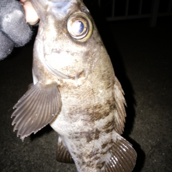 メバルはご機嫌ななめ