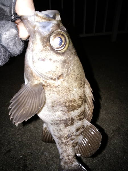 メバルはご機嫌ななめ