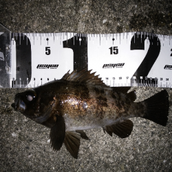 メバルはご機嫌ななめ