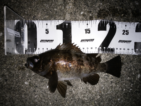 メバルはご機嫌ななめ