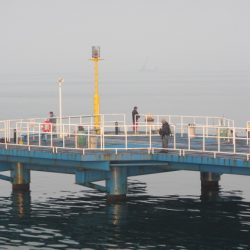 オリジナルメーカー海づり公園(市原市海づり施設) 釣果