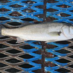 オリジナルメーカー海づり公園(市原市海づり施設) 釣果