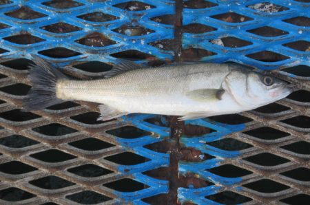 オリジナルメーカー海づり公園(市原市海づり…