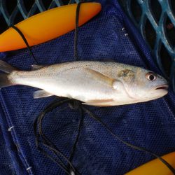 オリジナルメーカー海づり公園(市原市海づり施設) 釣果